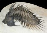 Spiny Comura Trilobite - Exceptional Specimen #45604-3